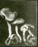 Pholiota astragalina image