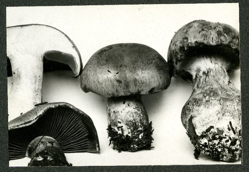 Cortinarius cyanopus image