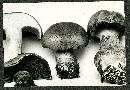 Cortinarius cyanopus image