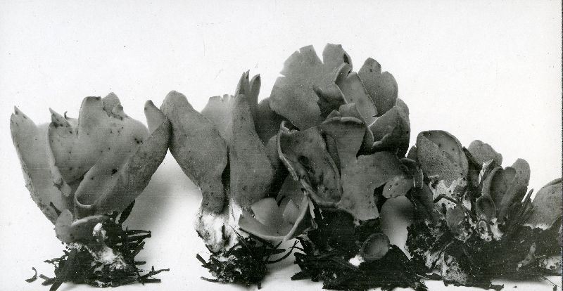 Flavoscypha cantharella image
