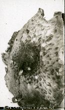 Agaricus sanguinarius image