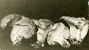 Albatrellus ovinus image