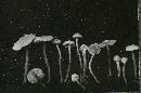 Cystolepiota seminuda image