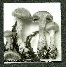 Cortinarius alboviolaceus image