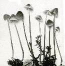 Mycena leptocephala image