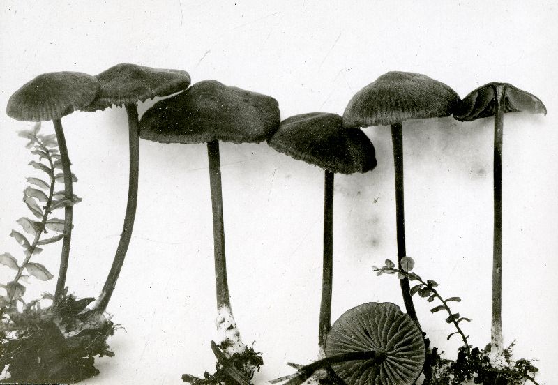 Entoloma clandestinum image