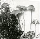 Entoloma asprellum image