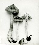 Inocybe geophylla image