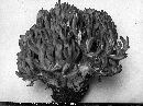 Ramaria spinulosa image