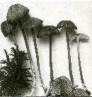 Entoloma solstitiale image