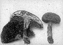 Boletus subtomentosus image