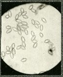 Clitopilus prunulus image