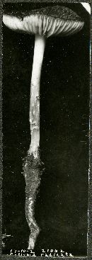 Hymenopellis radicata image