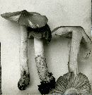 Tricholoma terreum image