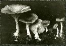 Clitocybe infundibuliformis image