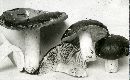 Russula alutacea image