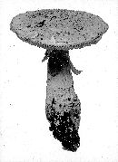 Amanita echinocephala image