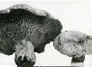 Lactarius vellereus image