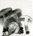 Tricholoma terreum image