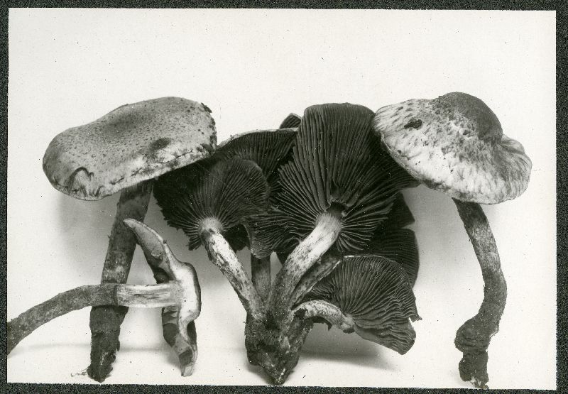 Pholiota ochrochlora image