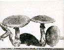 Agaricus silvaticus image