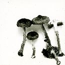 Inocybe hirtella image