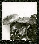 Cortinarius infractus image