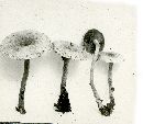 Ripartites tricholoma image