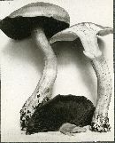 Entoloma sinuatum image