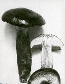 Tricholoma albobrunneum image