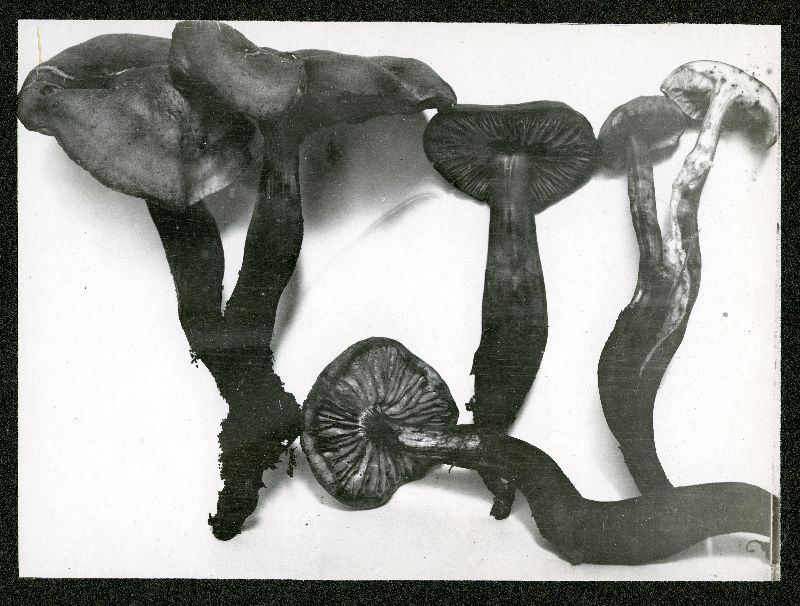 Gymnopus fusipes image
