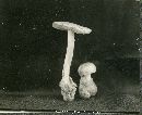 Amanita verna image