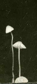 Hemimycena lactea image