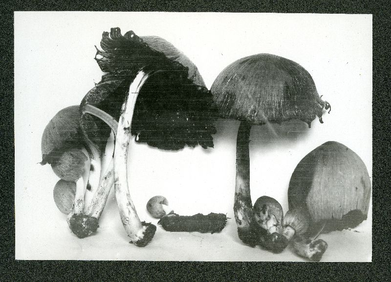 Coprinellus deliquescens image