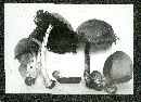 Coprinellus deliquescens image