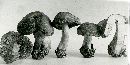 Tricholoma acerbum image