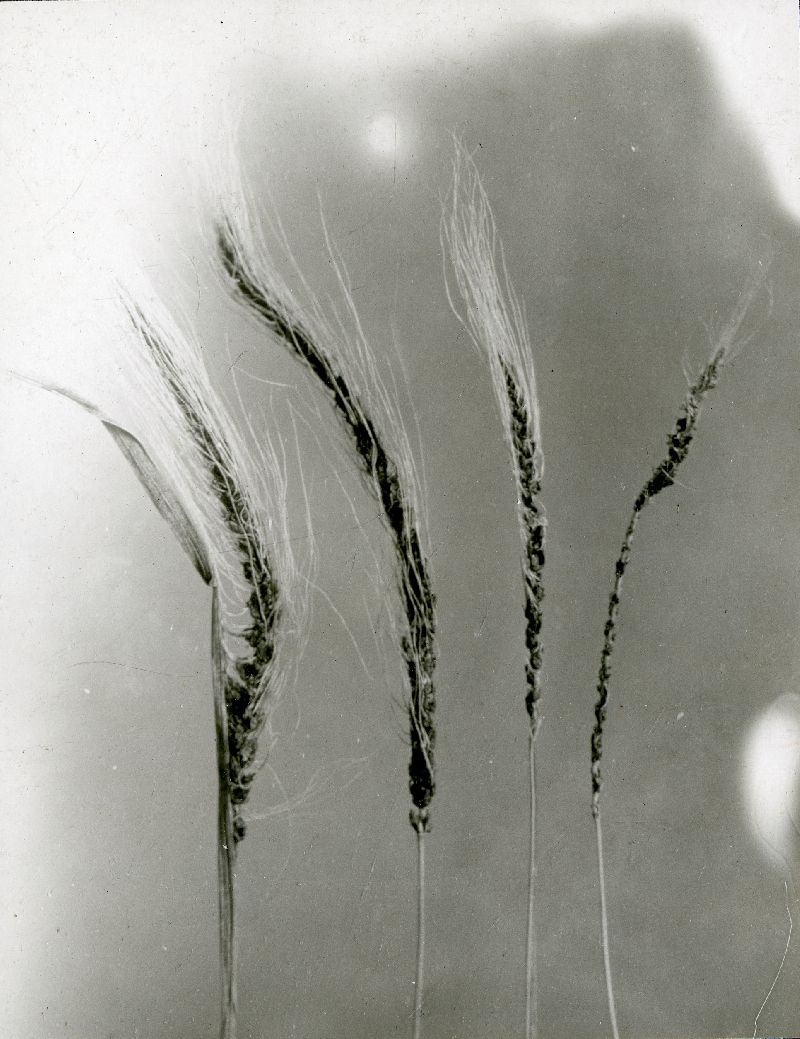 Ustilago lorentziana image