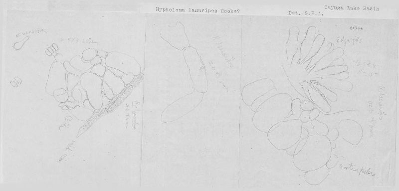 Hypholoma lanaripes image