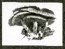 Cortinarius pholideus image