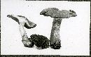 Cortinarius anfractus image