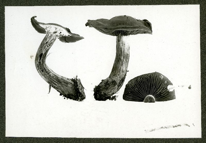 Cortinarius caespitosus image