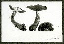 Cortinarius caespitosus image