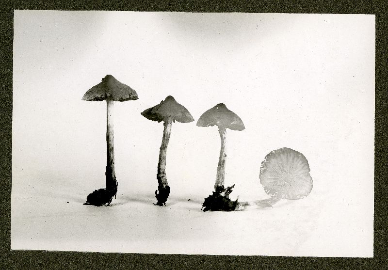 Cortinarius badius image