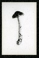 Cortinarius cylindripes image