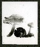 Cortinarius cinnabarinus image