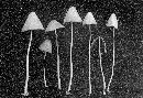 Conocybe lateritia image