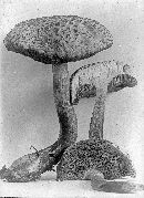 Boletus luridus image