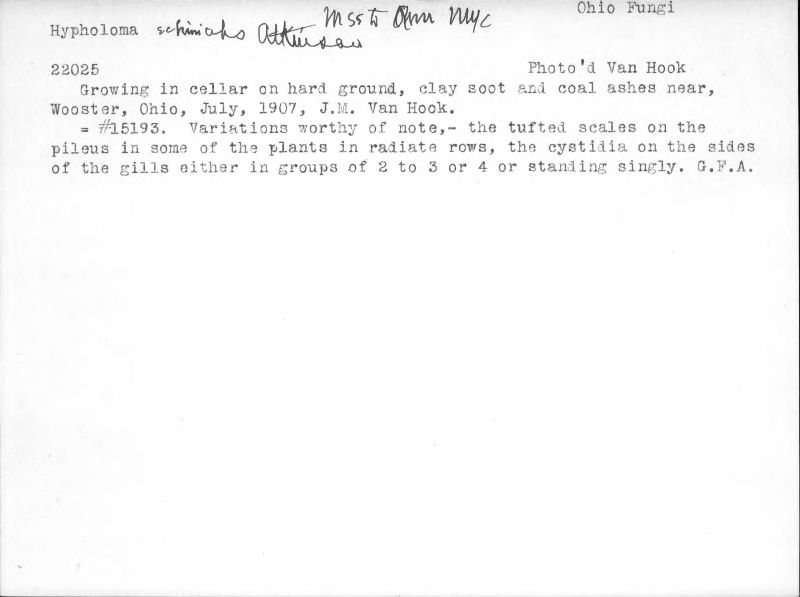 Hypholoma echiniceps image