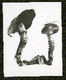 Cortinarius collinitus image