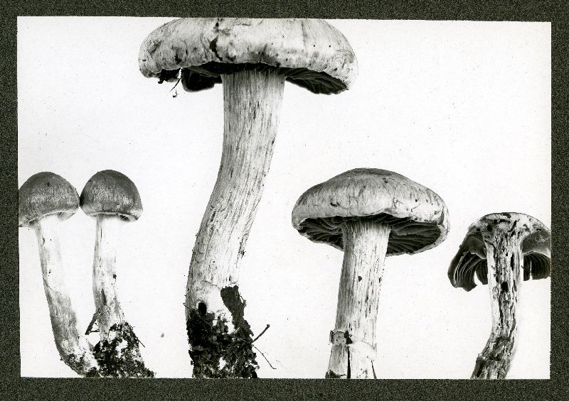 Cortinarius lucorum image